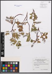 Salix callicarpaea Trautv.